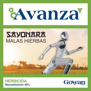 avanza