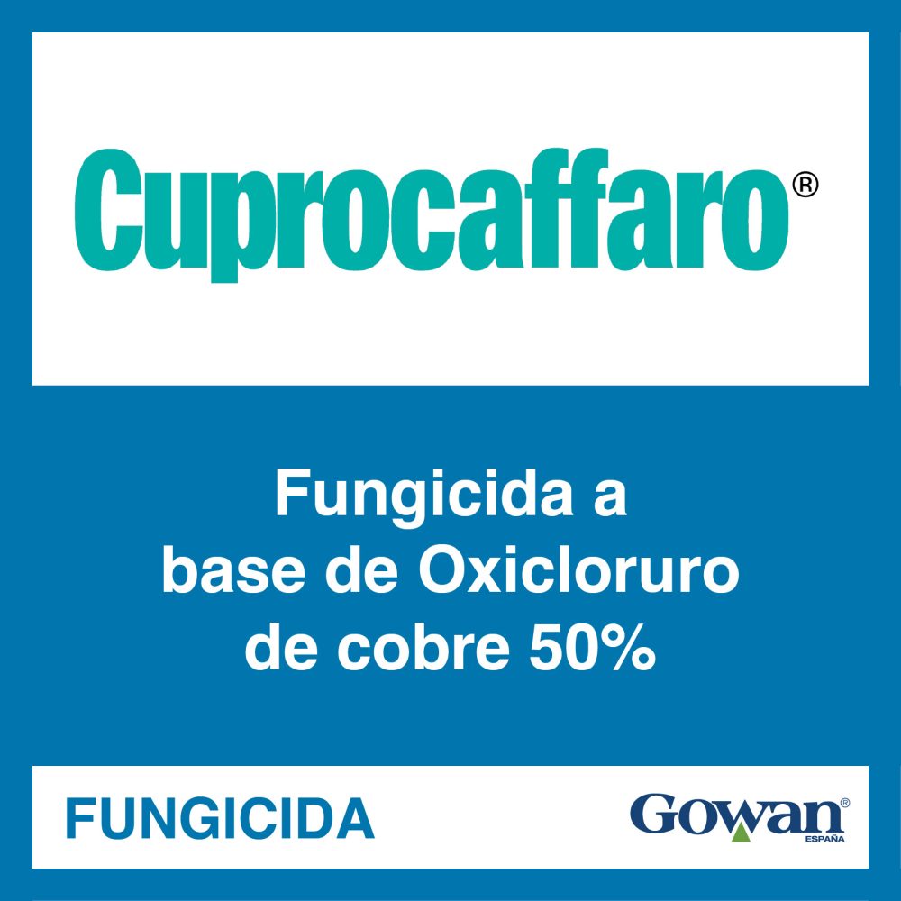 cuprocaffaro