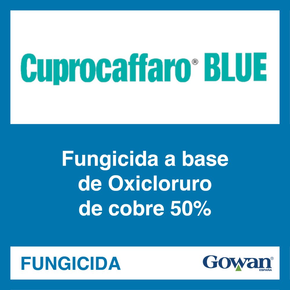 cuprocaffaro blue